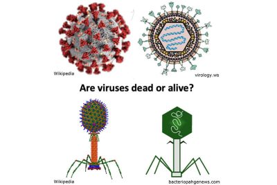 Are virus particles dead or alive?
