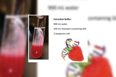See for Yourself: Strawberry DNA